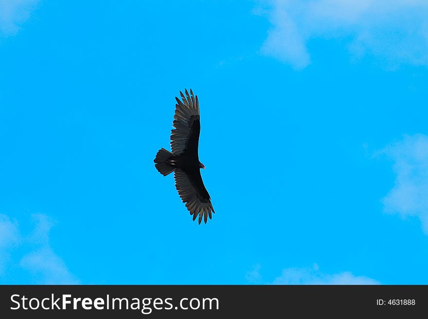 Detail of black eagle flying over blue sky. Detail of black eagle flying over blue sky