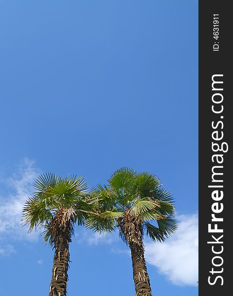 Two Palm Trees Against Blue Sky
