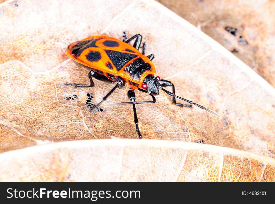 Pyrrhocoris apterus known as firebug