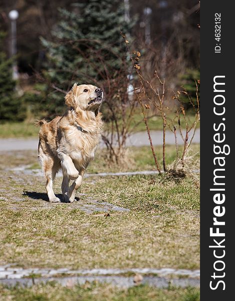 Young golden retriever running fast