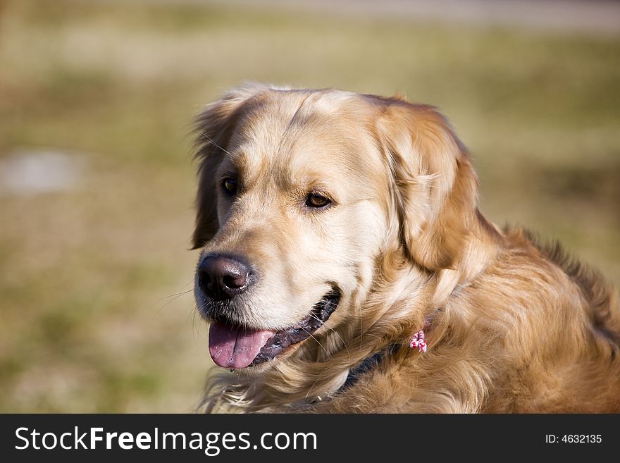 Golden retriever laying on the grass