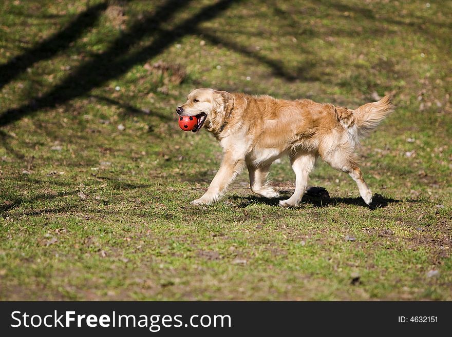 Young golden retriever running fast