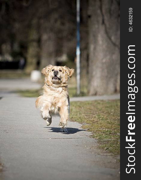 Young golden retriever running fast