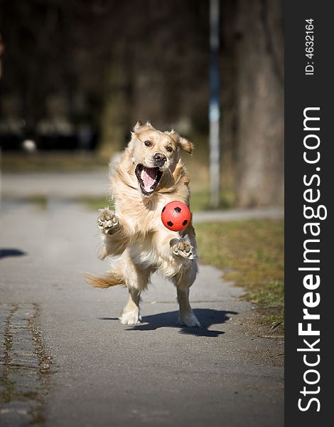 Golden retriever with red ball