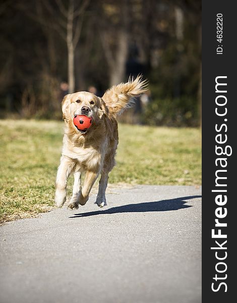 Golden retriever with red ball