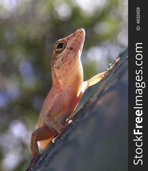 Close up of a little caribbean lizard claiming the tree. Close up of a little caribbean lizard claiming the tree