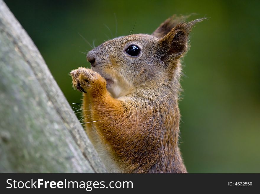 Squirrels In Tree