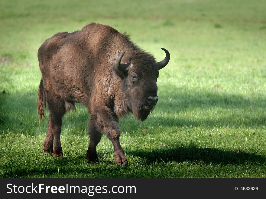 Bison On The Meadow