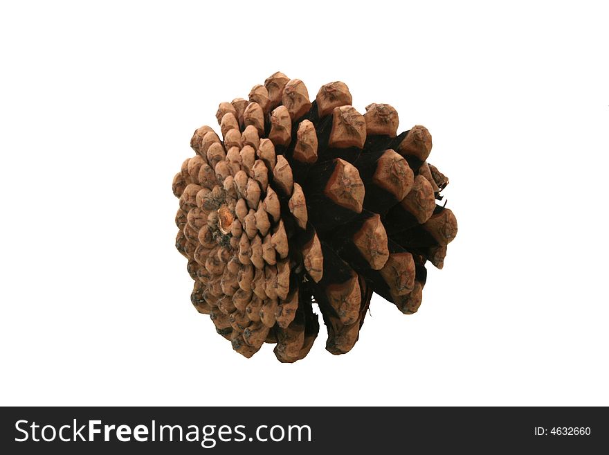 Pine Cone on white background. Pine Cone on white background.