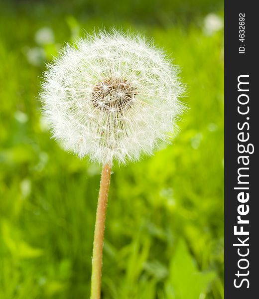 Dandelion head on the spring meadow