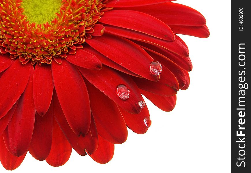 Red gerbera daisy with the focus on the petals and water drops