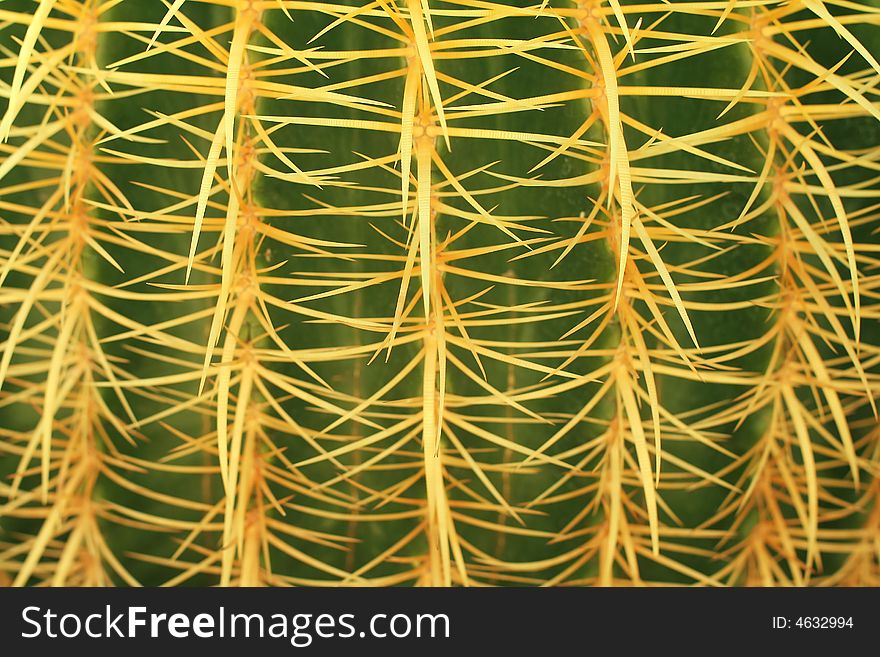 Macro shot of cactus needles
