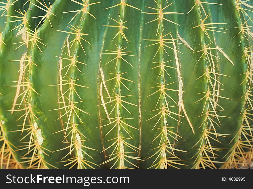 Close up shot of a sharp green cactus. Close up shot of a sharp green cactus