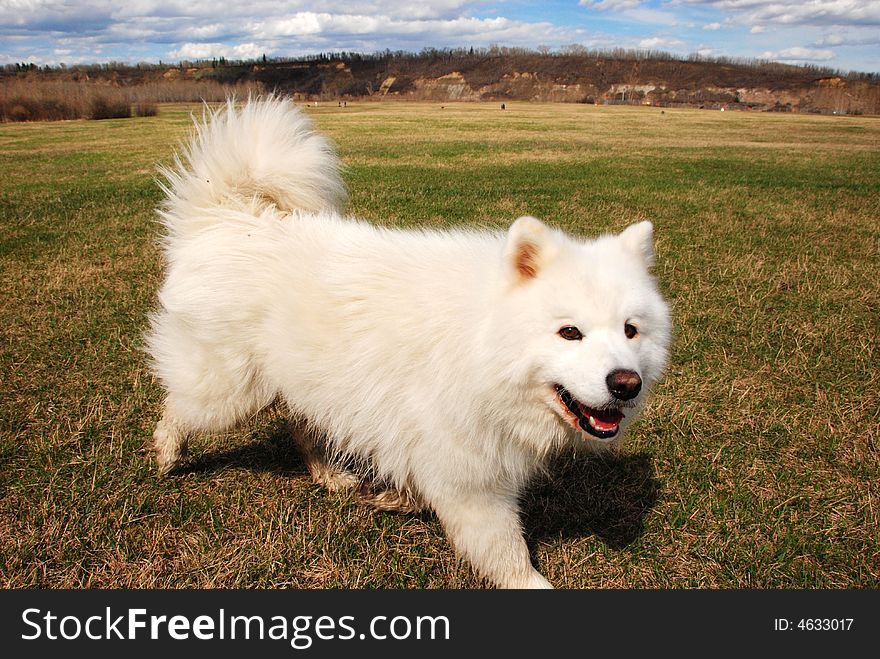 A dog running on the grass in a park