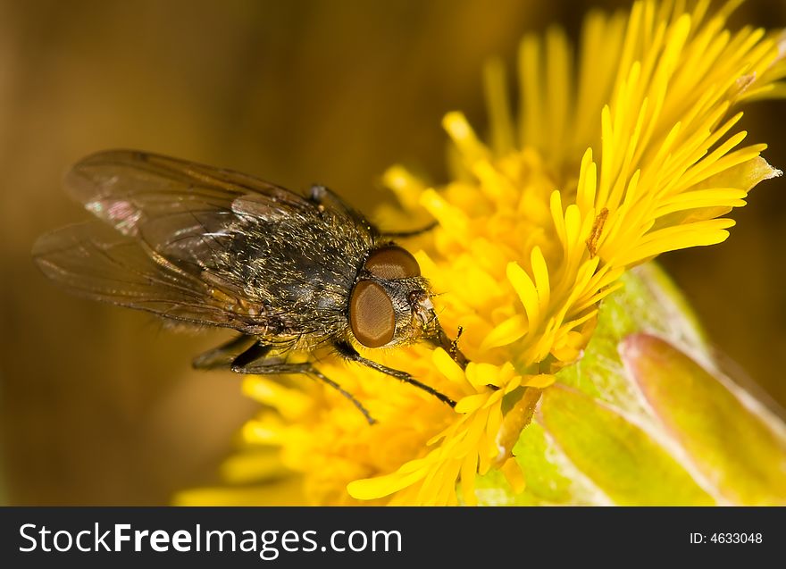 Fly on the yellow flower. Fly on the yellow flower