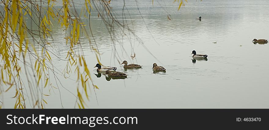 Ducks on the water in the fall