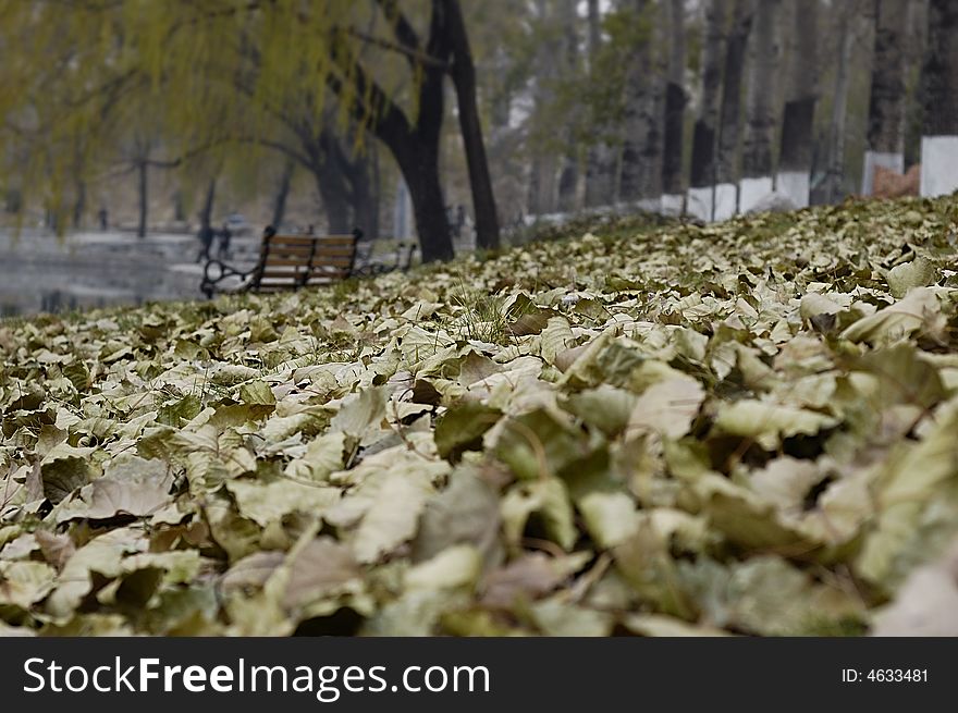 Leaves on the ground in winter of beijing