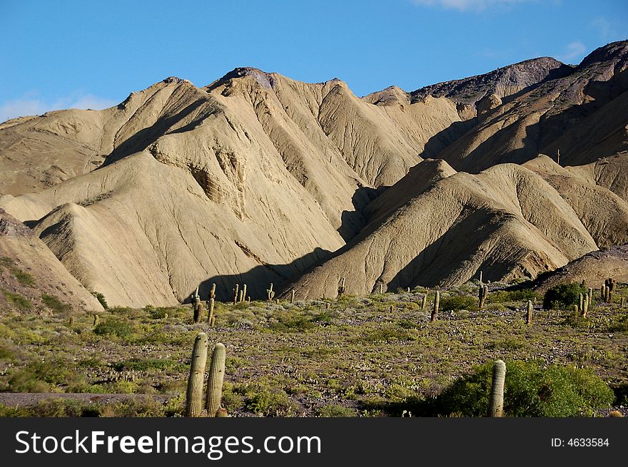 Cacti and rocks in desert zone of north western Argentina. Cacti and rocks in desert zone of north western Argentina