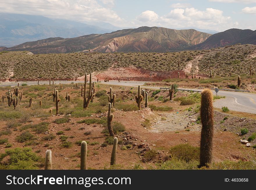 Cacti and rocks along a road through a desert zone of north western Argentina. Cacti and rocks along a road through a desert zone of north western Argentina