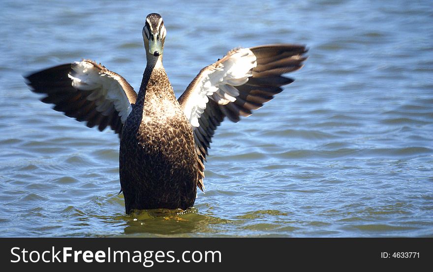 Wild duck spread wings on water surface