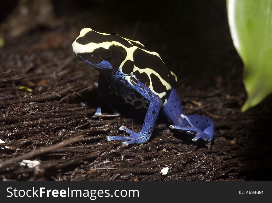 In South America, there are many magnificent colorful frogs, kept in terrariums and can be bred. In South America, there are many magnificent colorful frogs, kept in terrariums and can be bred