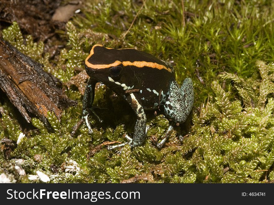 In South America, there are many magnificent colorful frogs, kept in terrariums and can be bred. In South America, there are many magnificent colorful frogs, kept in terrariums and can be bred