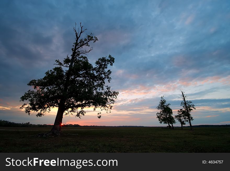 Trees on meadow at sunset