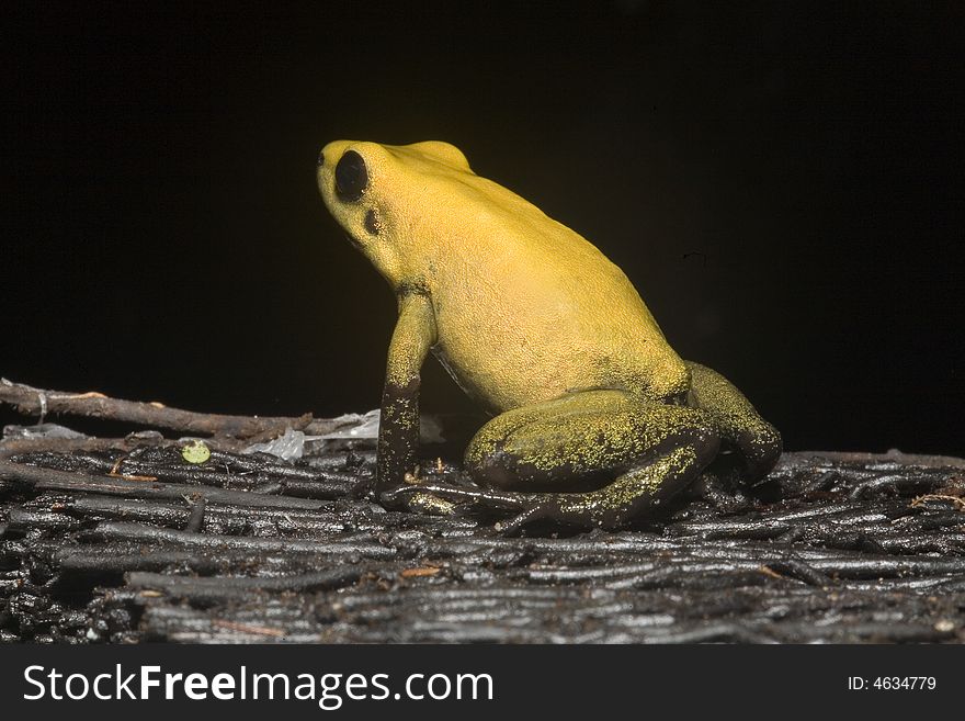 In South America, there are many magnificent colorful frogs, kept in terrariums and can be bred. In South America, there are many magnificent colorful frogs, kept in terrariums and can be bred