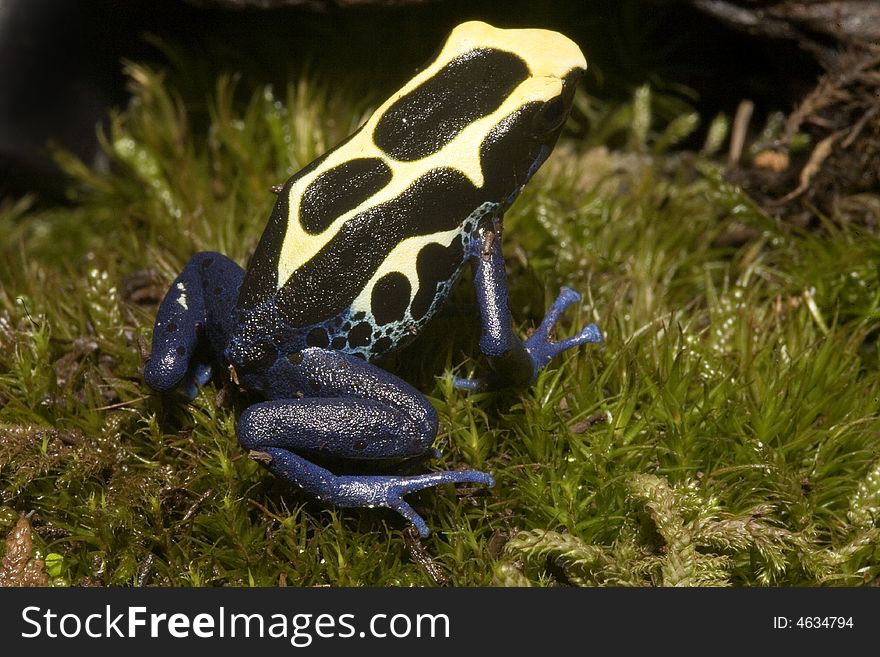 In South America, there are many magnificent colorful frogs, kept in terrariums and can be bred. In South America, there are many magnificent colorful frogs, kept in terrariums and can be bred