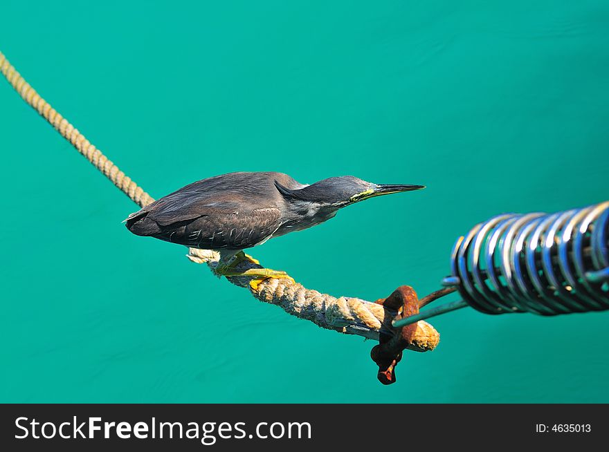 A common sea bird getting ready to dive for fish. A common sea bird getting ready to dive for fish