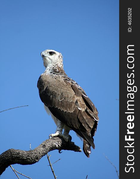 Watchful Eagle perched on a tree. Watchful Eagle perched on a tree