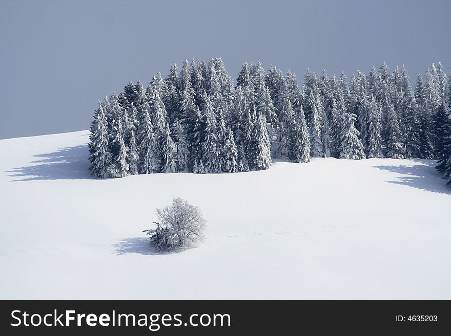 Winter Landscape, Firs