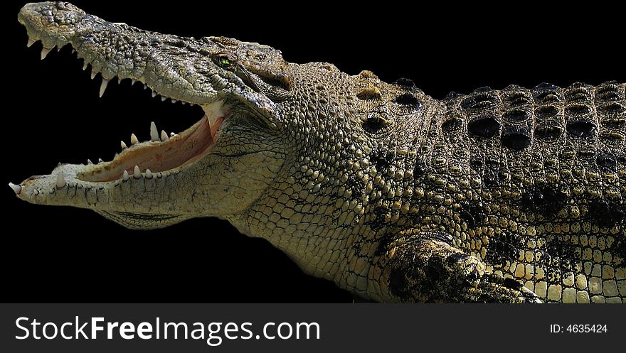 A crocodile with wide open gap against black background