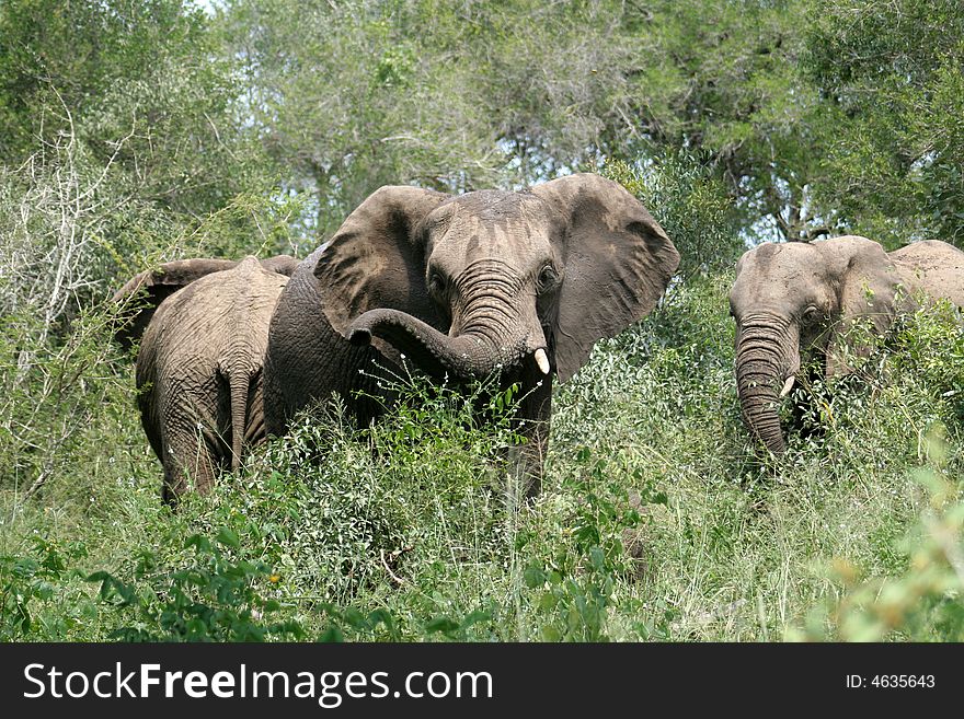 Several elephants browsing the vegetation for food at Kruger National Park in South Africa. Several elephants browsing the vegetation for food at Kruger National Park in South Africa