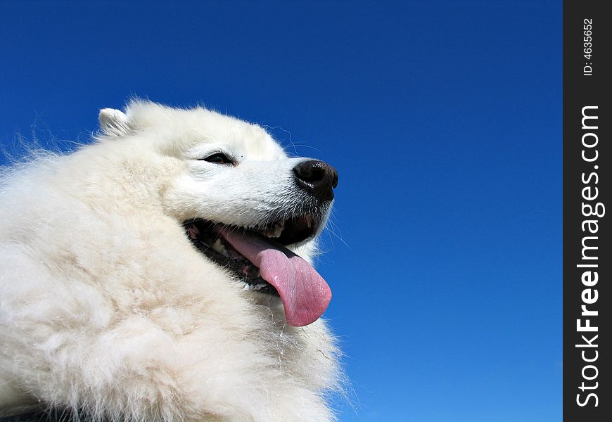 Samoyed dog with clear blue sky in the background