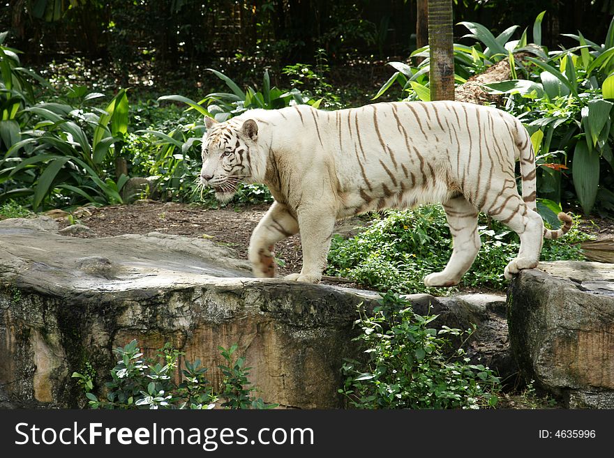 Very rare tiger abino in zoo. Very rare tiger abino in zoo