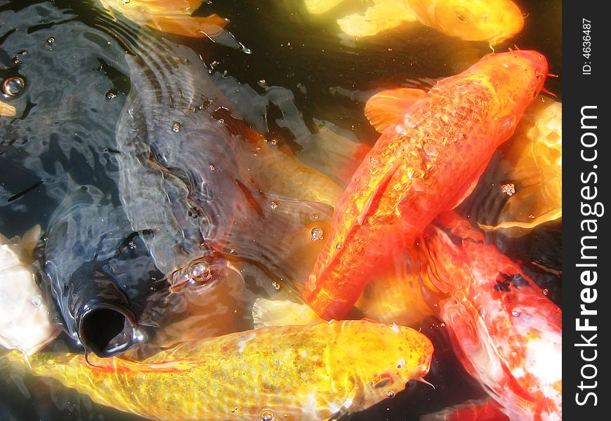 A group of hungry Koi fish fighting to the top of the pound for food.