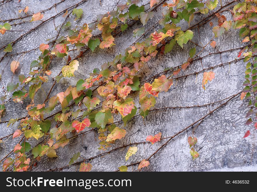 Red and green autumn leaf on a wall