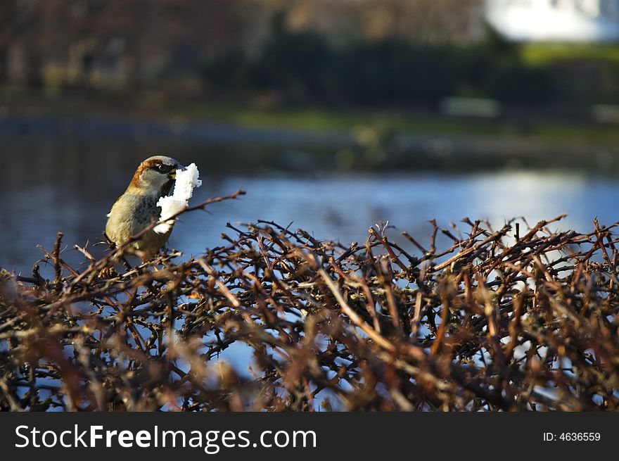 Sparrow eating bread in park