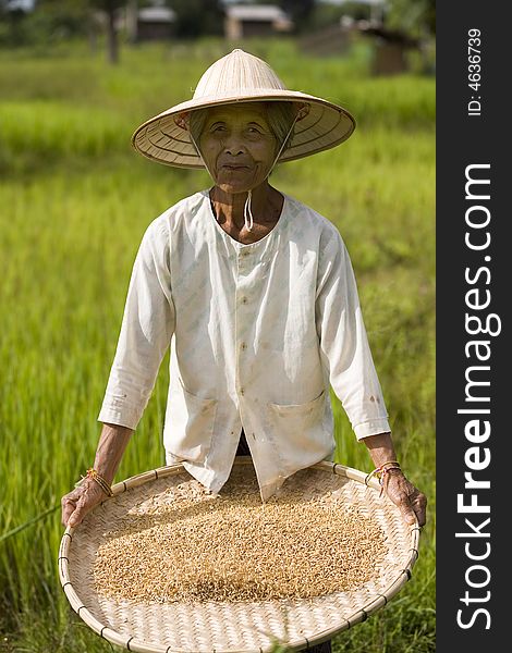 The older generation in the Asian region sifts the rice seeds still in the traditional art. The older generation in the Asian region sifts the rice seeds still in the traditional art