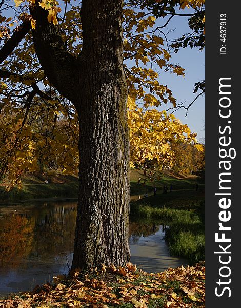 Tree at the river, mellow autumn