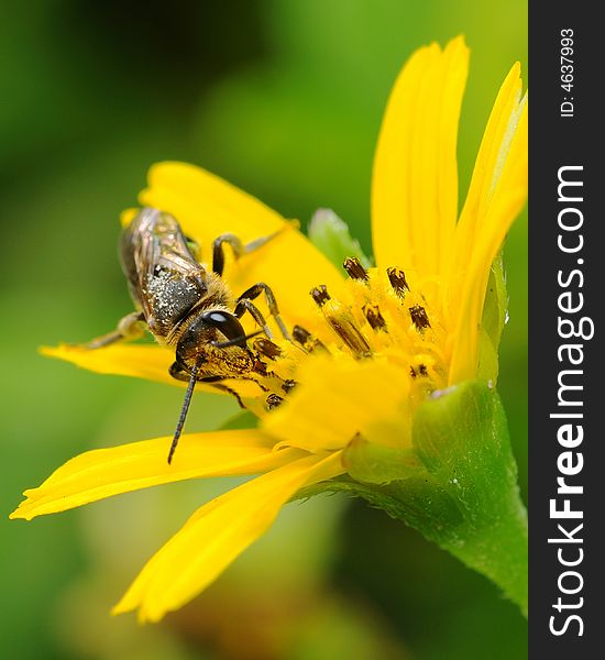 Bee collecting nectar on yellow flower. Bee collecting nectar on yellow flower