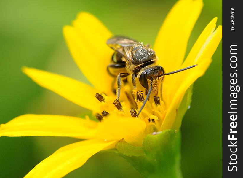 Bee collecting nectar on yellow flower. Bee collecting nectar on yellow flower