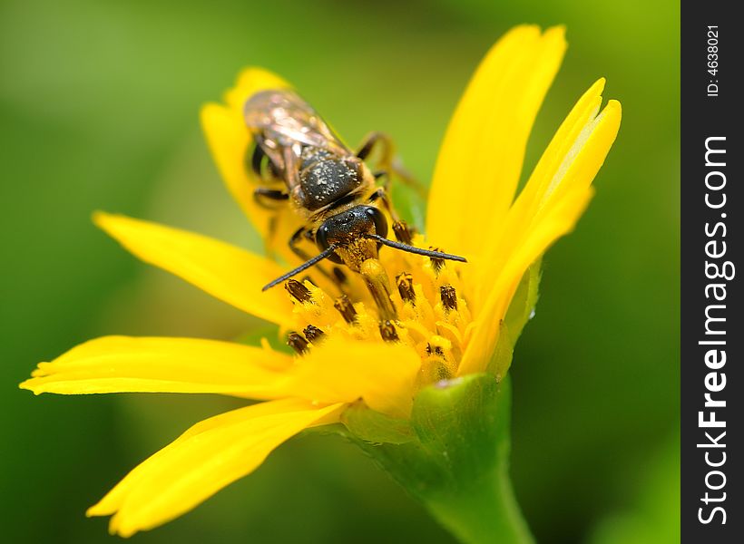 Bee collecting nectar from the yellow flower. Bee collecting nectar from the yellow flower