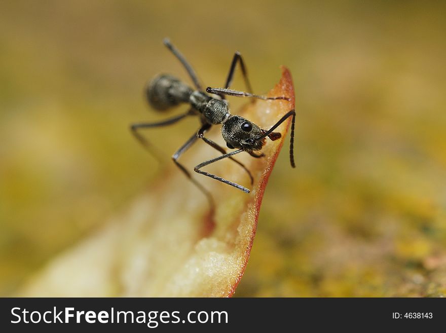 An ant trying to eat a dried apple skin. An ant trying to eat a dried apple skin