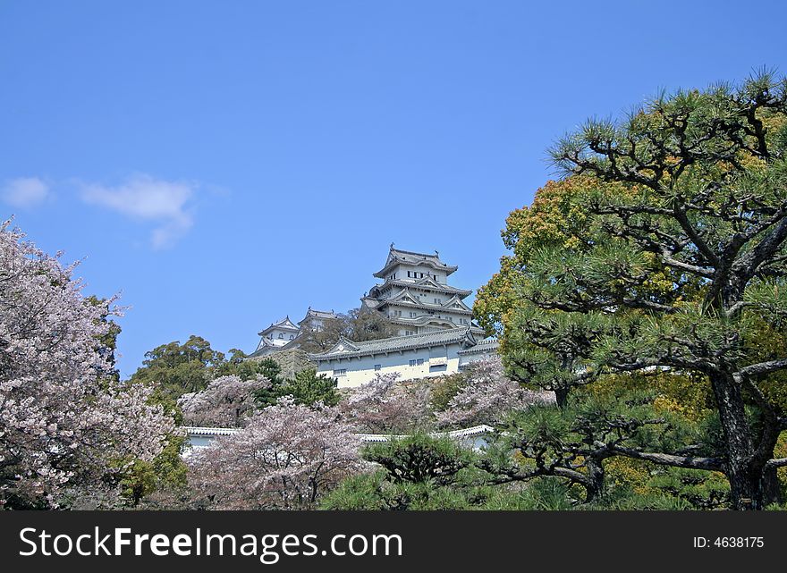 Himeji castle and cherry blossom, Japan