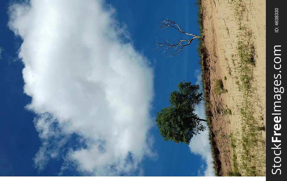 It is withered and luxuriant under the blue sky and white cloud