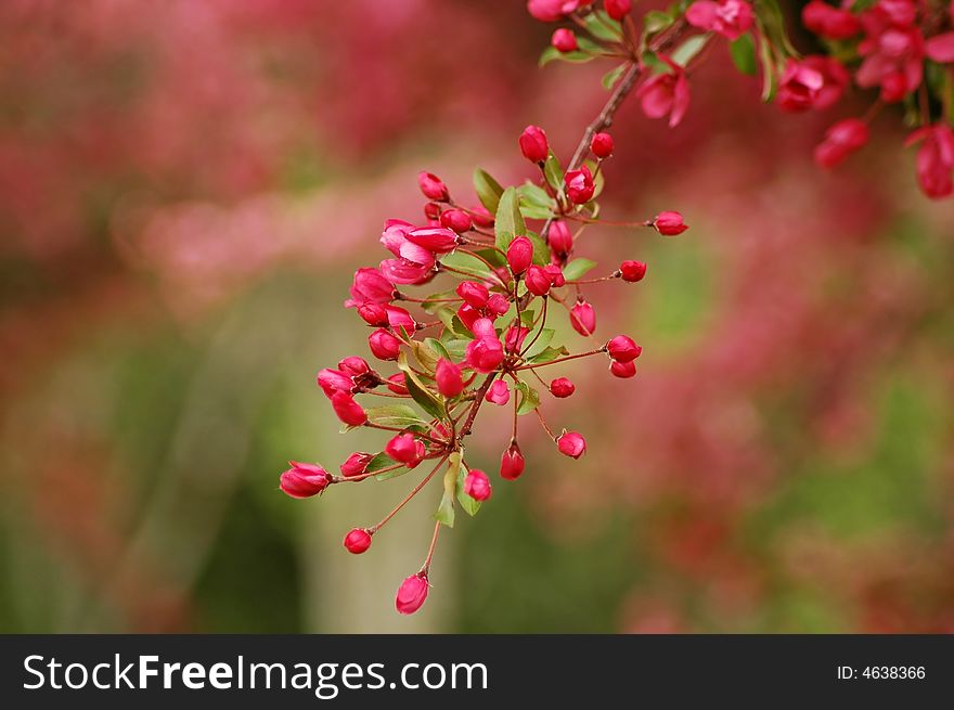 A picture pf pink cherry blossom buds taken in the spring. A picture pf pink cherry blossom buds taken in the spring