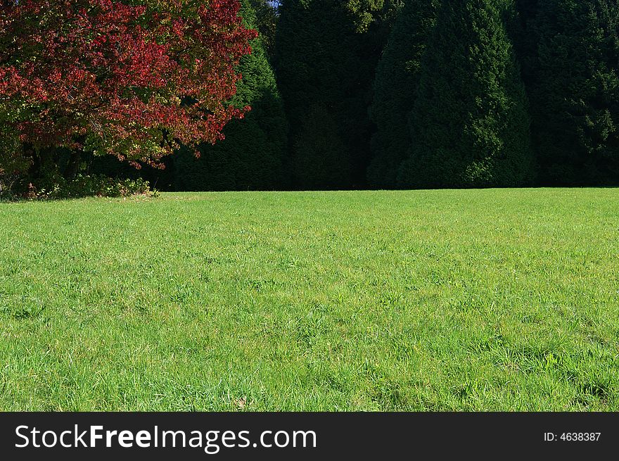 Green meadow and tree with red leaves. Very soft focus. Green meadow and tree with red leaves. Very soft focus.