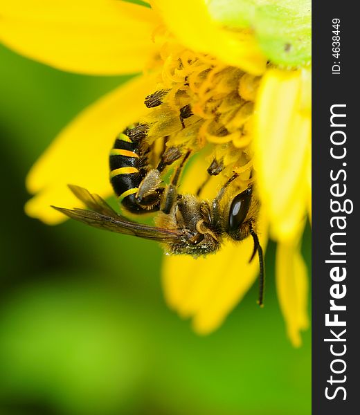 A bee collecting nectar from a yellow flower. A bee collecting nectar from a yellow flower